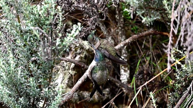 Colibri du Chimborazo - ML616493975