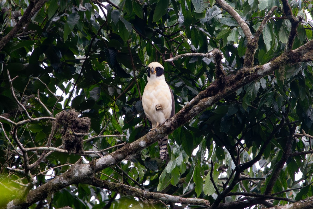 Laughing Falcon - ML616493977