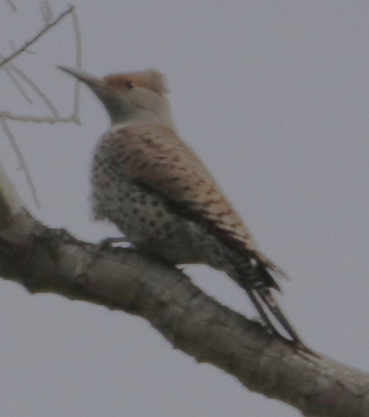 Northern Flicker - ML616493987