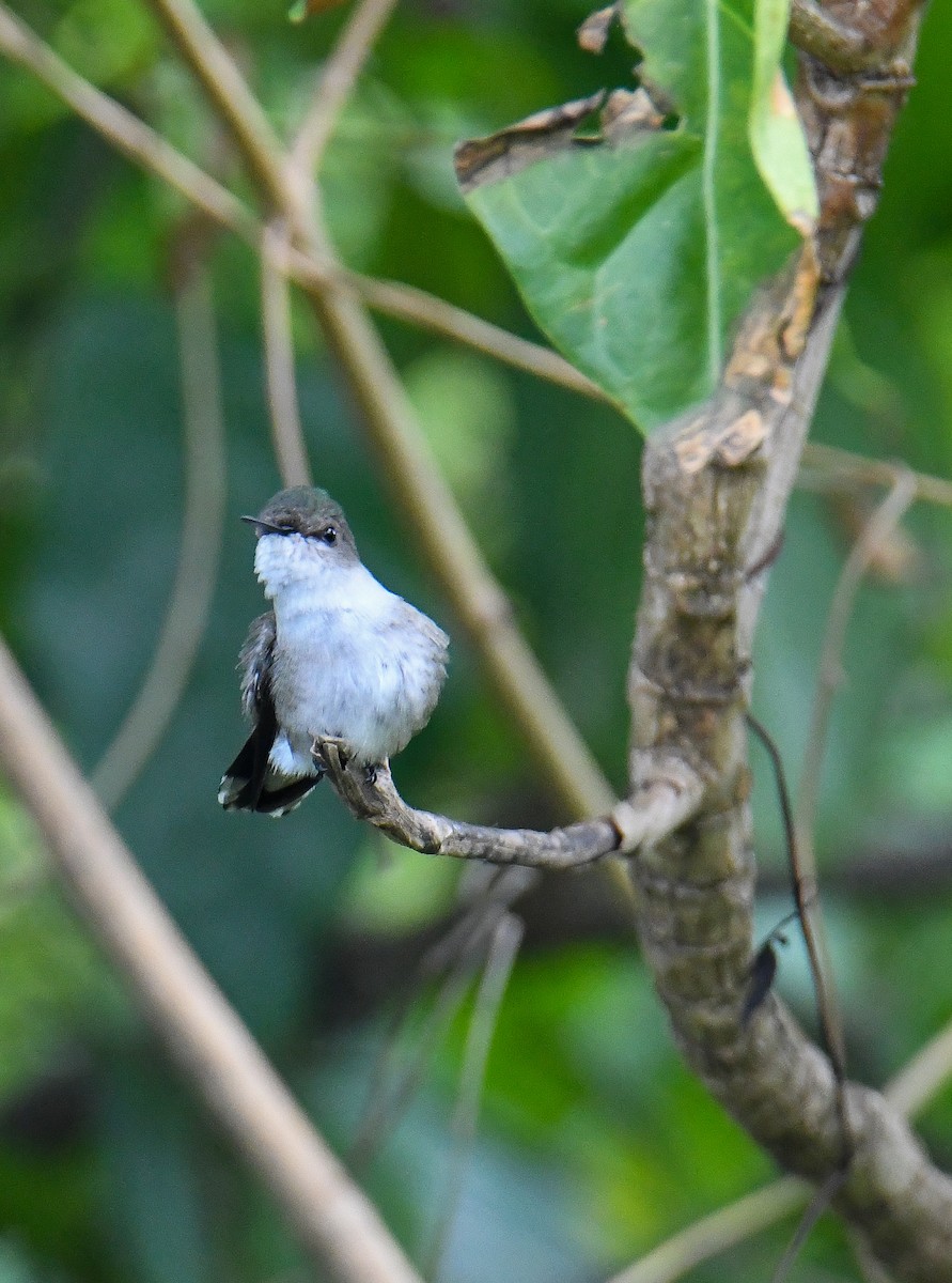 Vervain Hummingbird - David Chernack