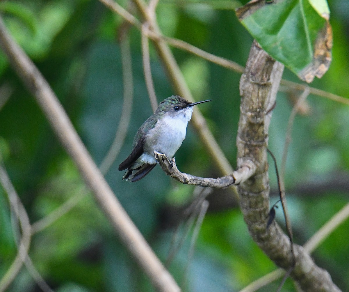 Vervain Hummingbird - ML616493996