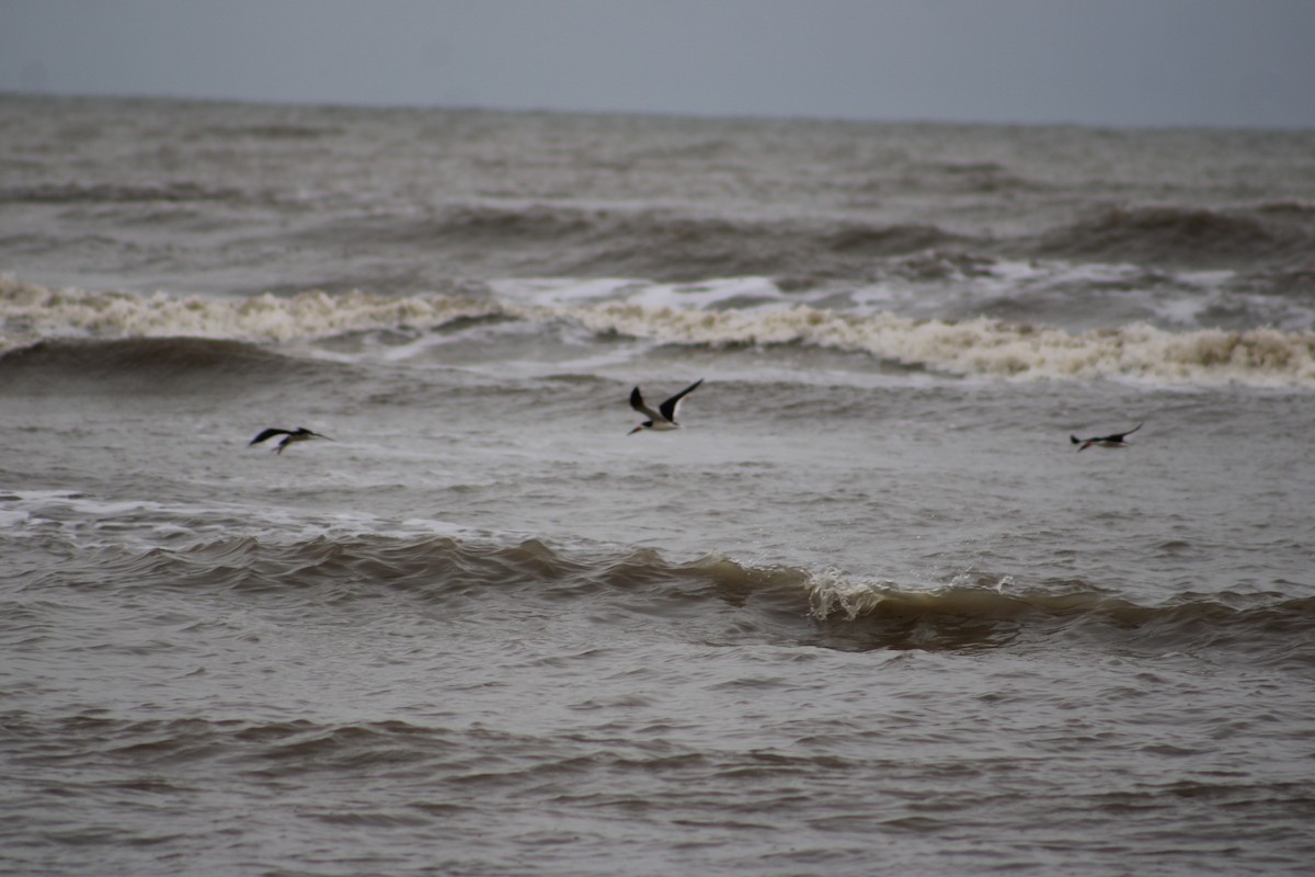 Black Skimmer (niger) - ML616494020