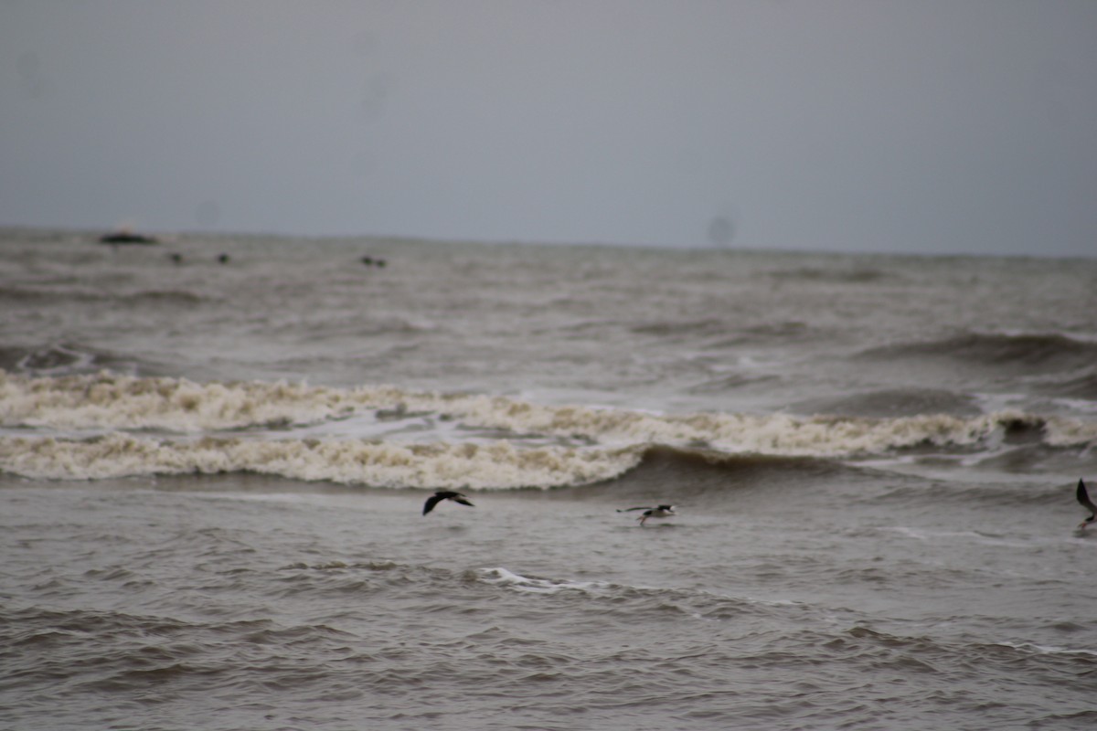 Black Skimmer (niger) - ML616494021