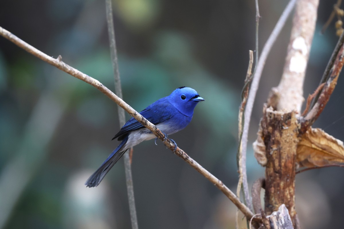 Black-naped Monarch - ML616494023