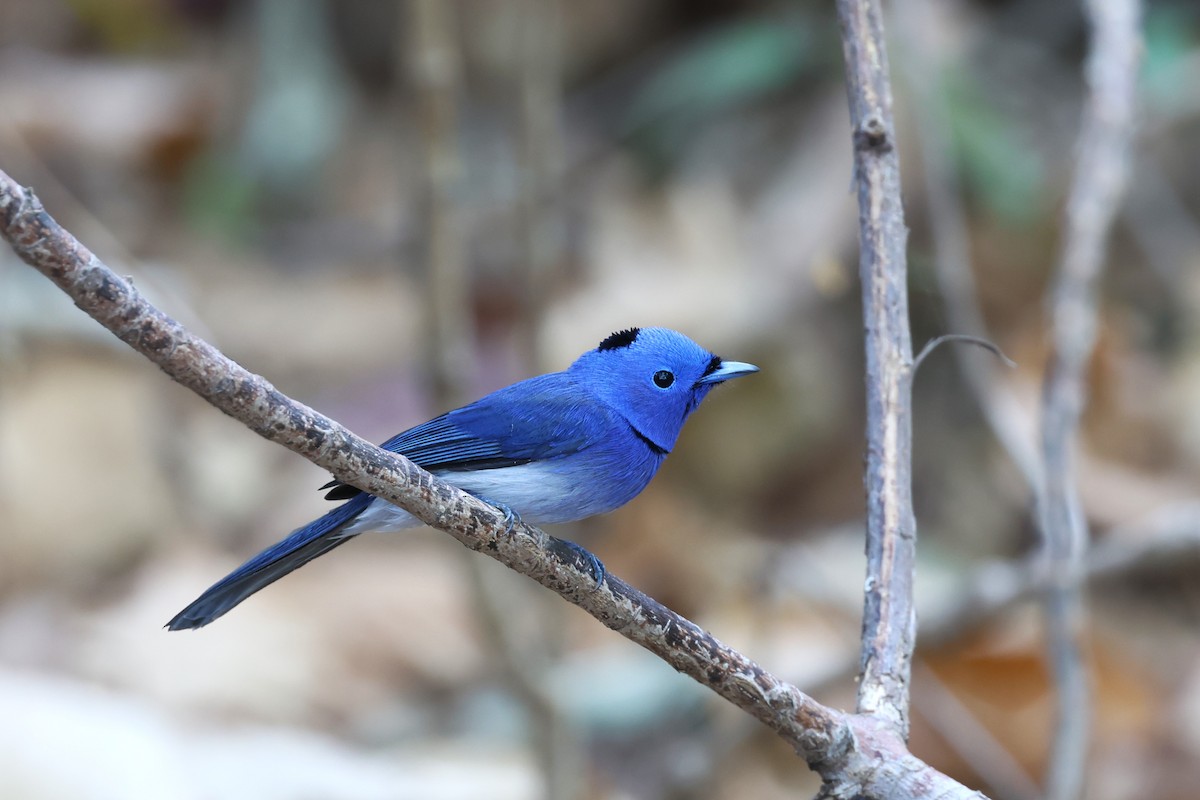 Black-naped Monarch - ML616494024