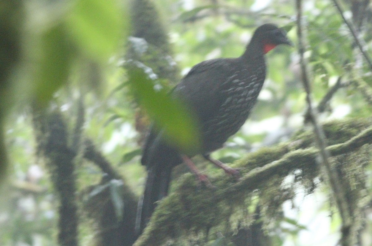 Crested Guan - ML616494060
