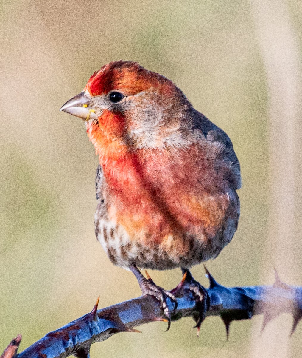 House Finch - ML616494081