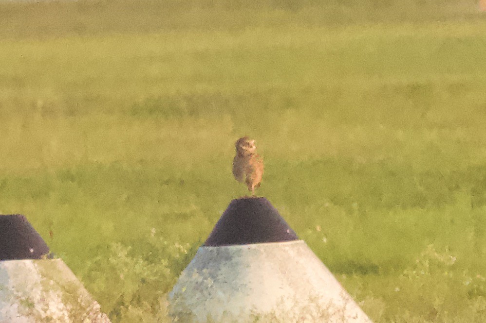 Burrowing Owl - ML616494082