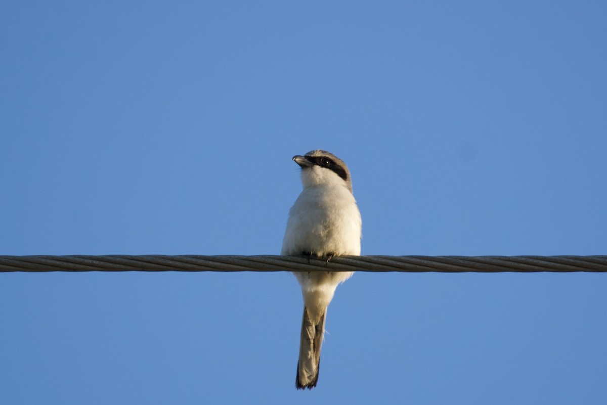 Loggerhead Shrike - ML616494092