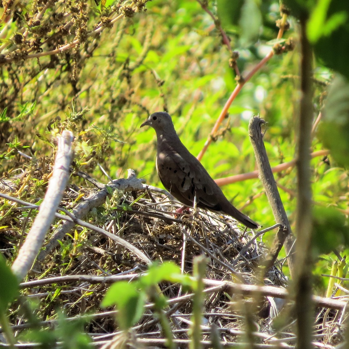 Ruddy Ground Dove - Alex Loya