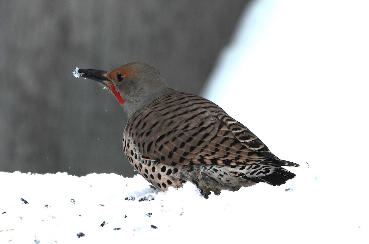 Northern Flicker (Red-shafted) - ML616494099