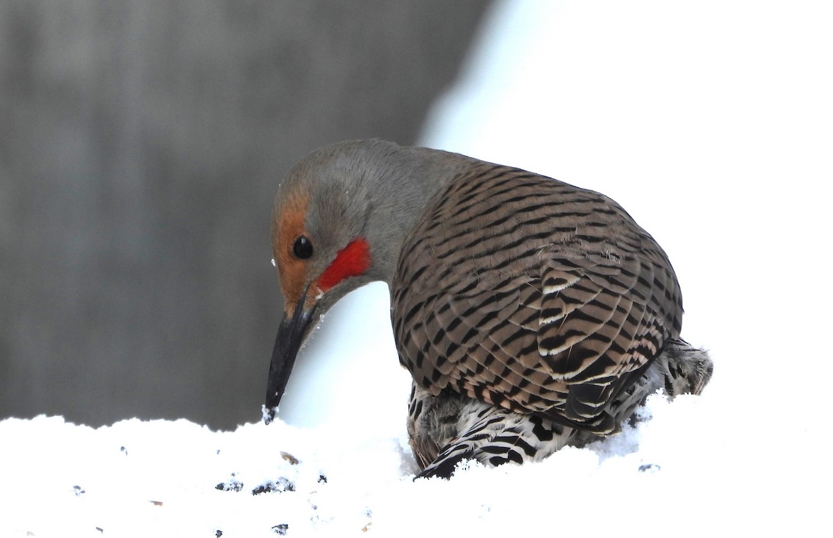 Northern Flicker (Red-shafted) - ML616494100