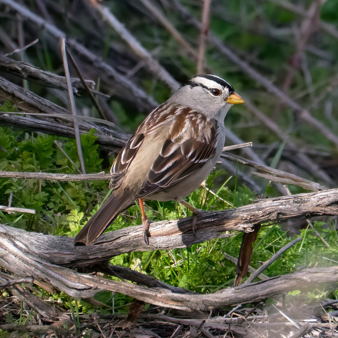 White-crowned Sparrow (Gambel's) - ML616494111