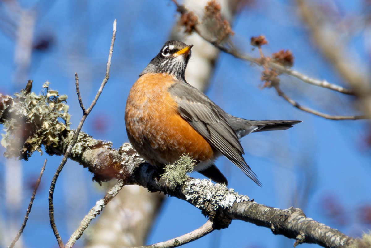 American Robin - ML616494145