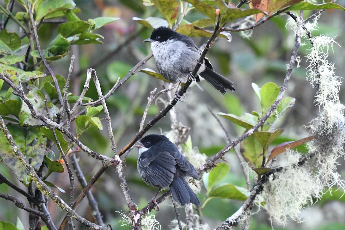 Black-backed Bush Tanager - ML616494149