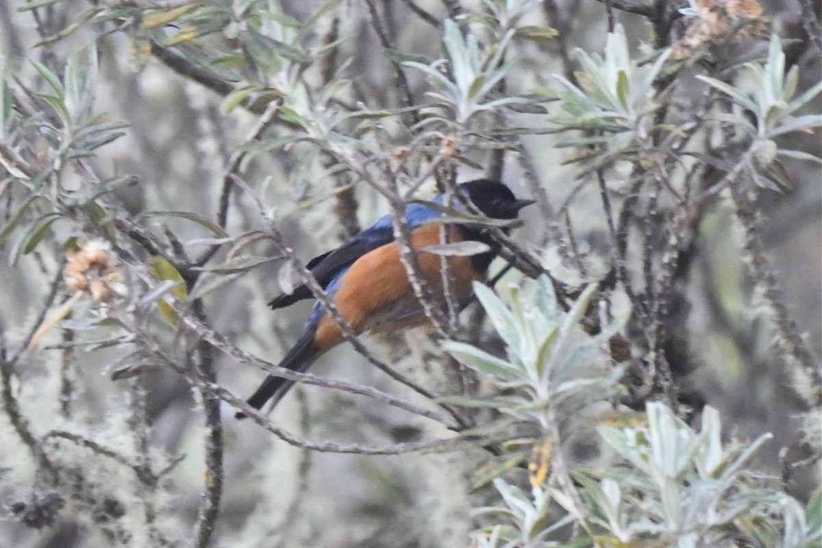 Blue-backed Conebill - ML616494150