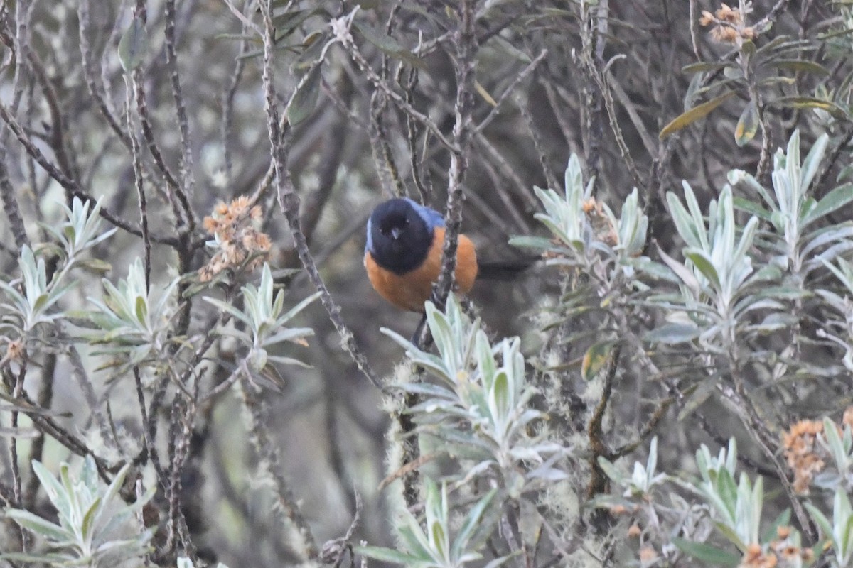 Blue-backed Conebill - ML616494151