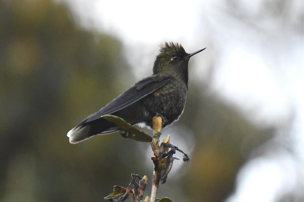 Rainbow-bearded Thornbill - ML616494159