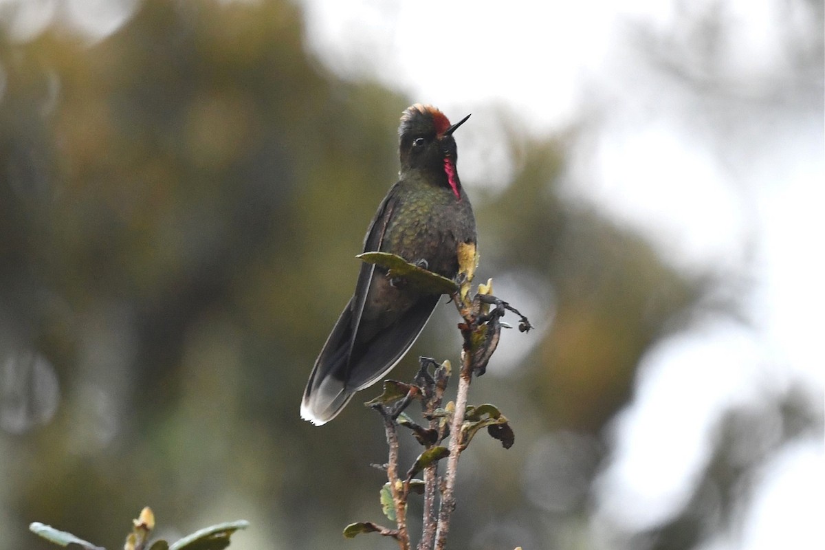 Rainbow-bearded Thornbill - ML616494162