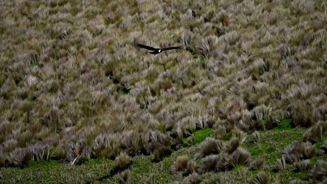 Andean Condor - ML616494226