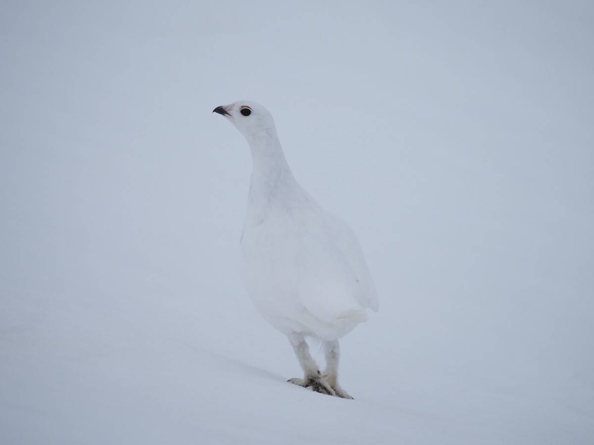 Weißschwanz-Schneehuhn - ML616494245