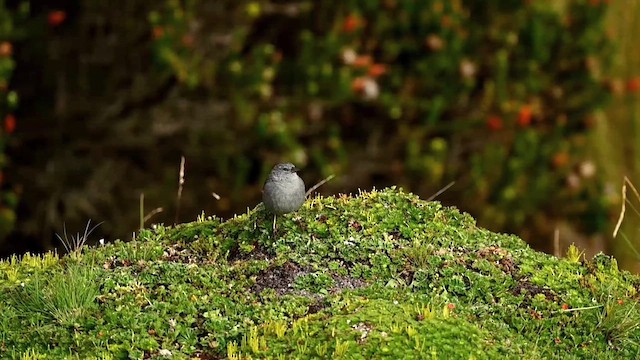 Plumbeous Sierra Finch - ML616494298