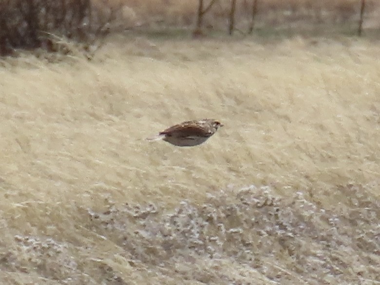 Baird's Sparrow - ML616494343