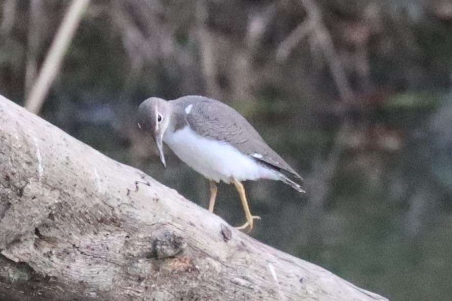 Spotted Sandpiper - ML616494354