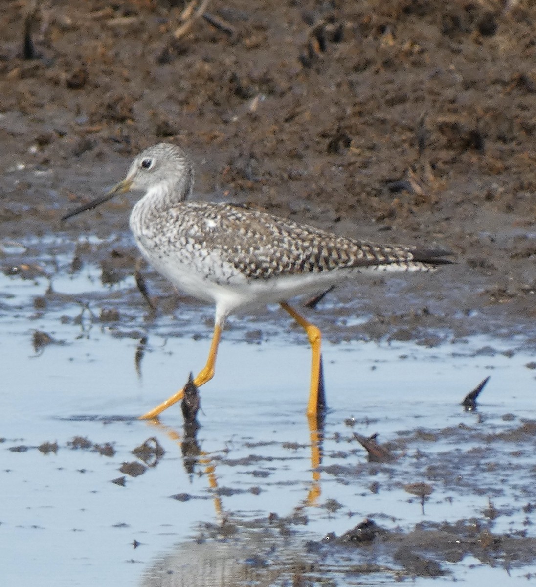 Greater Yellowlegs - ML616494446