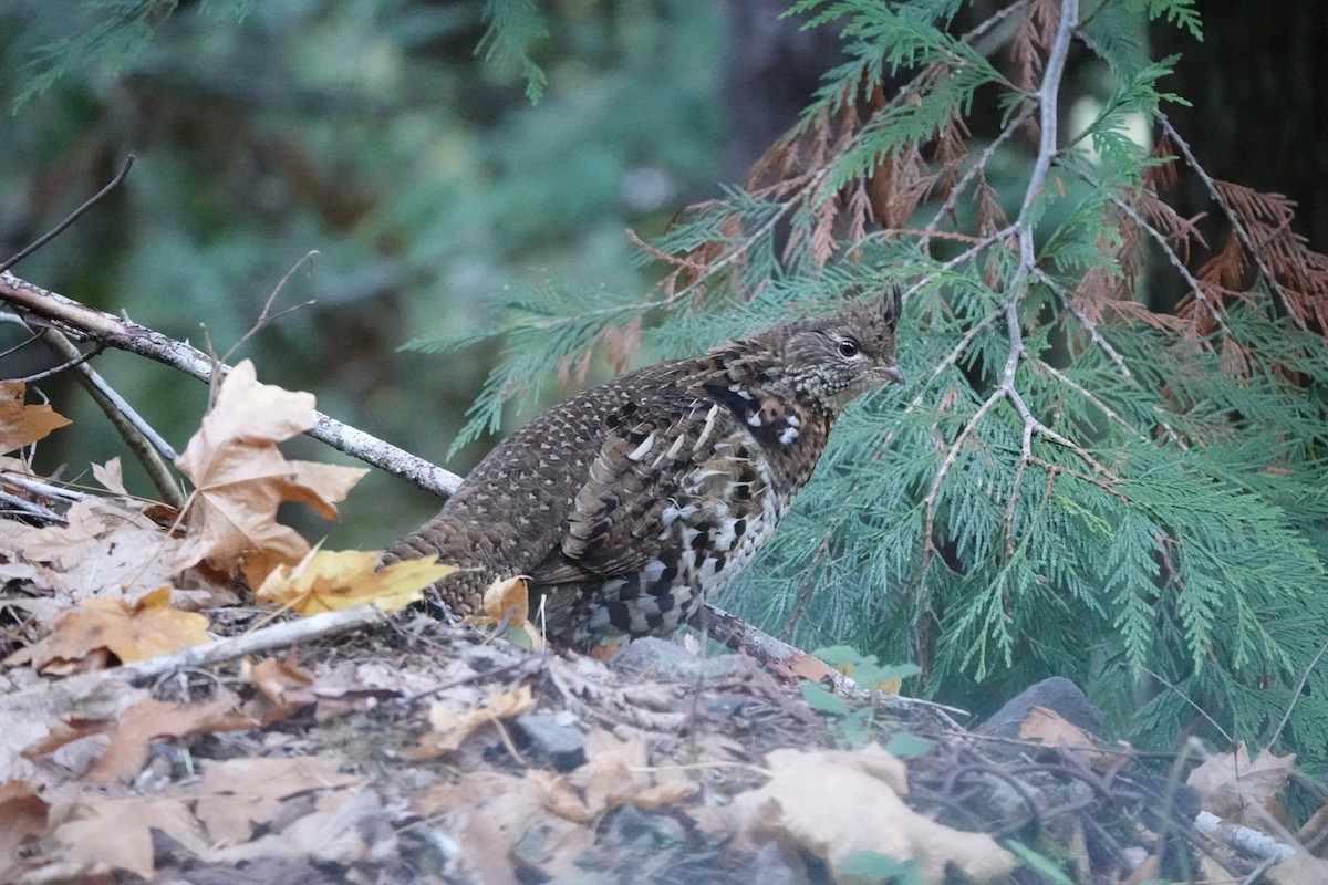 Ruffed Grouse - ML616494453