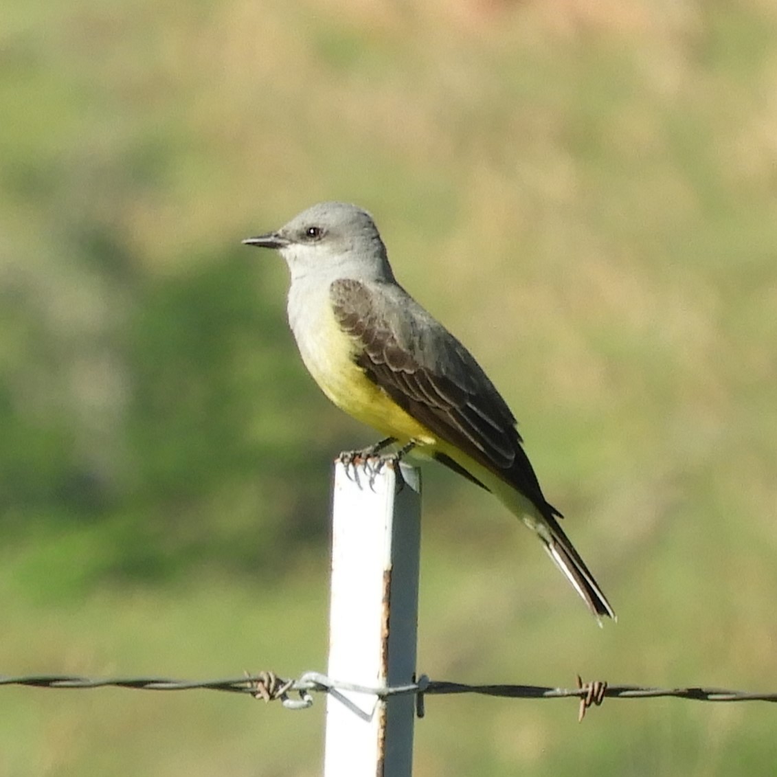 eBird Checklist - 25 Mar 2024 - Lake McSwain - 48 species