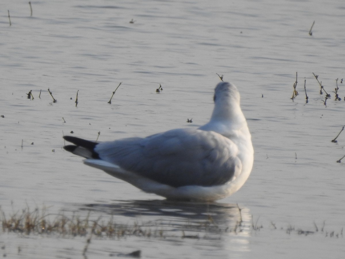 Mouette du Tibet - ML616494469