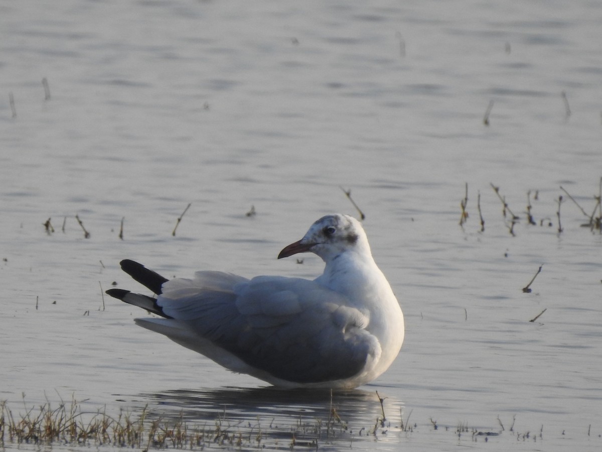 Mouette du Tibet - ML616494470