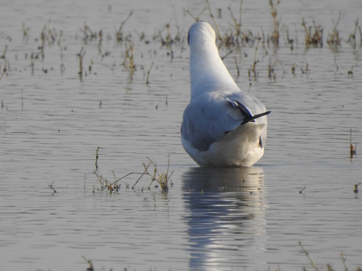 Mouette du Tibet - ML616494471