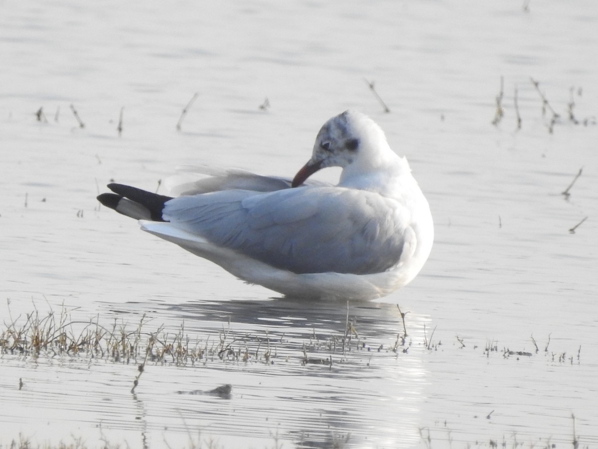 Mouette du Tibet - ML616494476