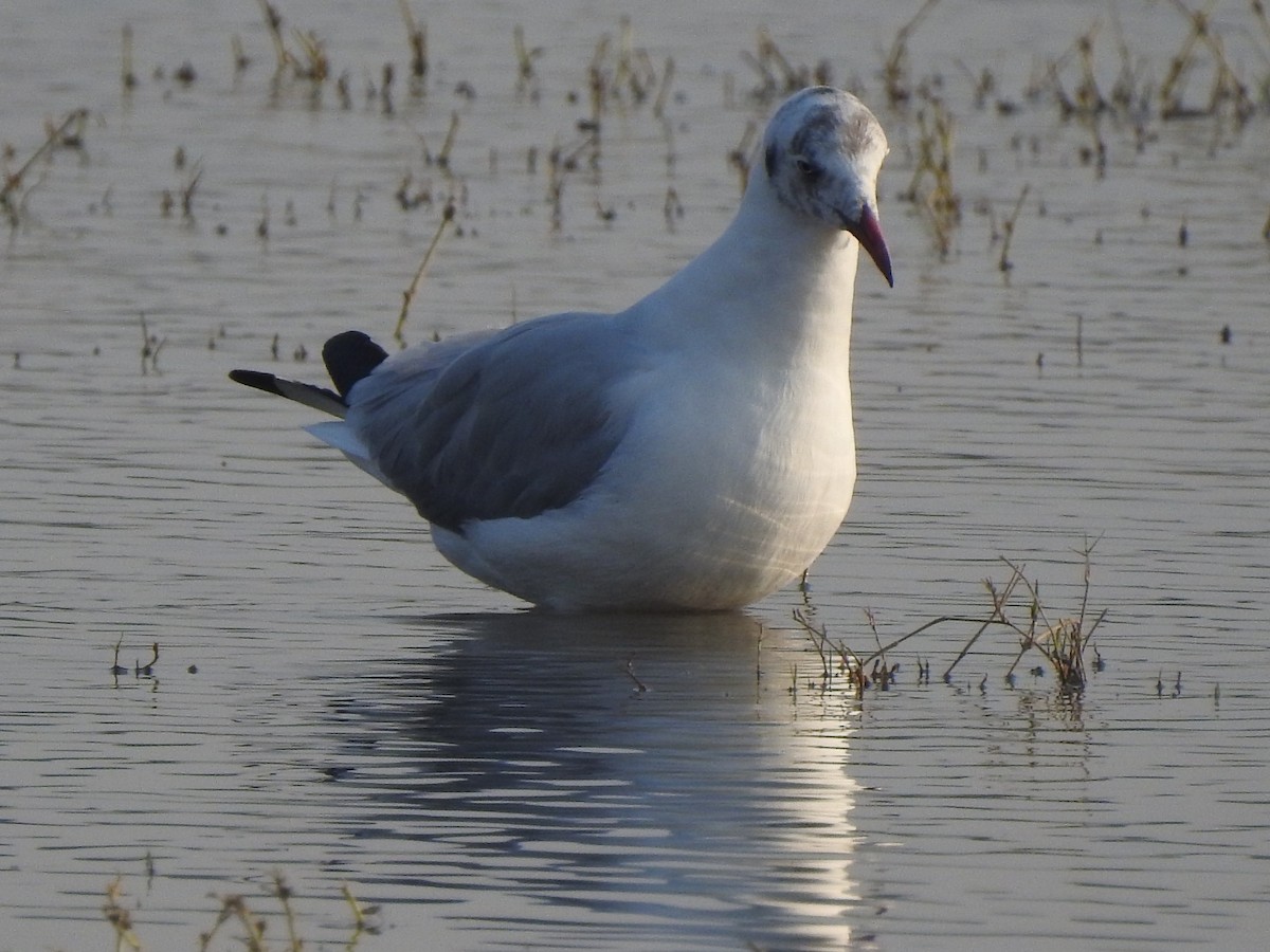 Mouette du Tibet - ML616494479