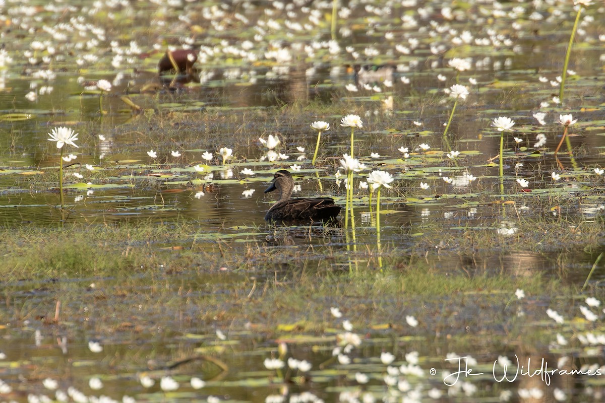 Canard à sourcils - ML616494480