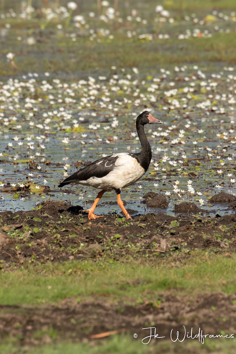 Magpie Goose - JK Malkoha