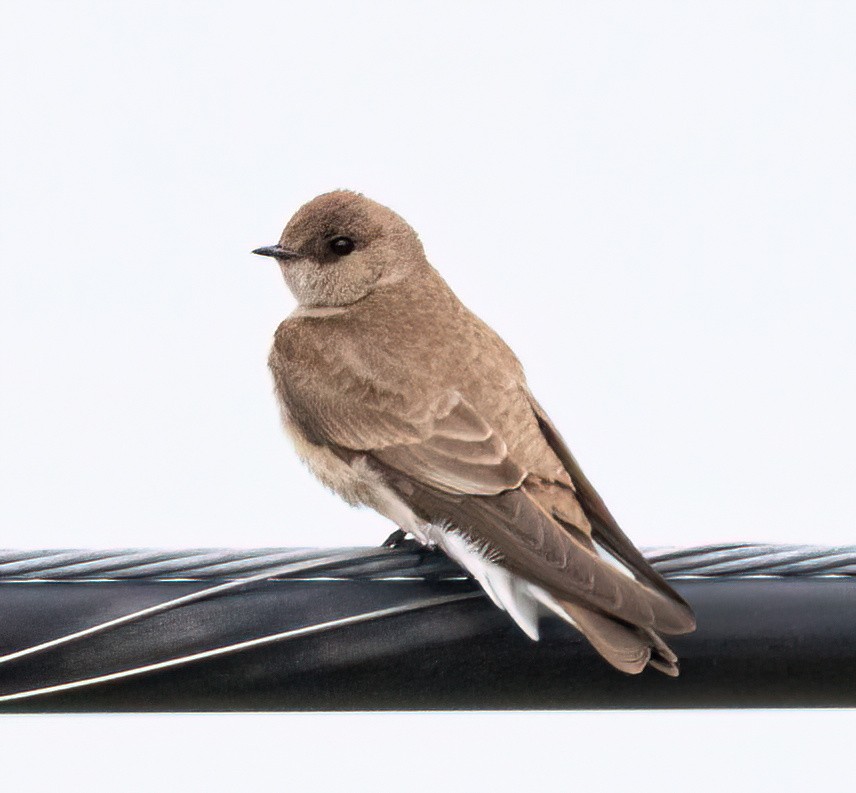 Northern Rough-winged Swallow - ML616494563