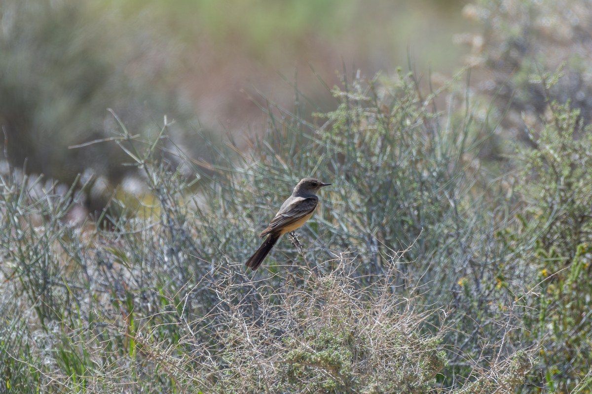 Mosquero Llanero - ML616494570