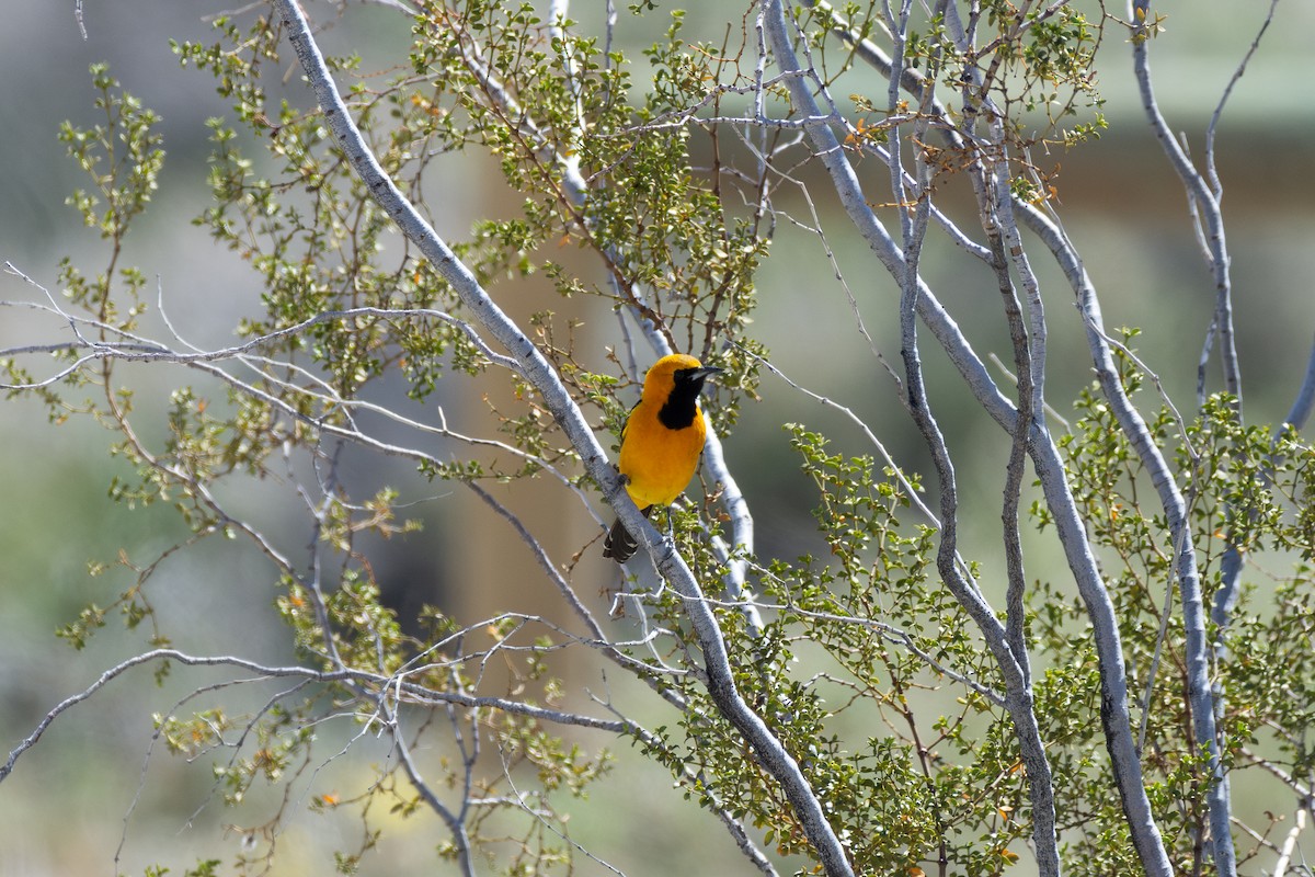 Hooded Oriole - ML616494575