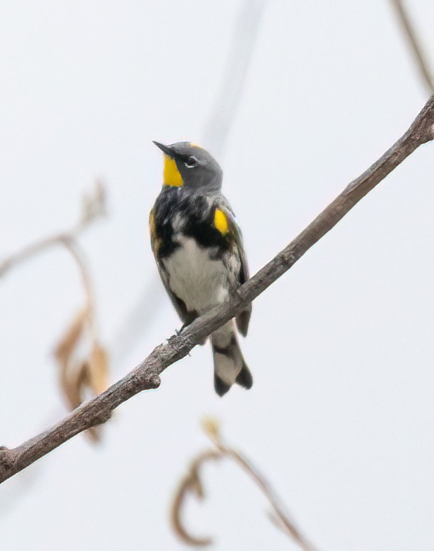 Yellow-rumped Warbler (Audubon's) - ML616494576