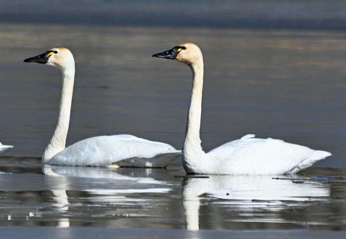 Tundra Swan - Susan and Andy Gower/Karassowitsch