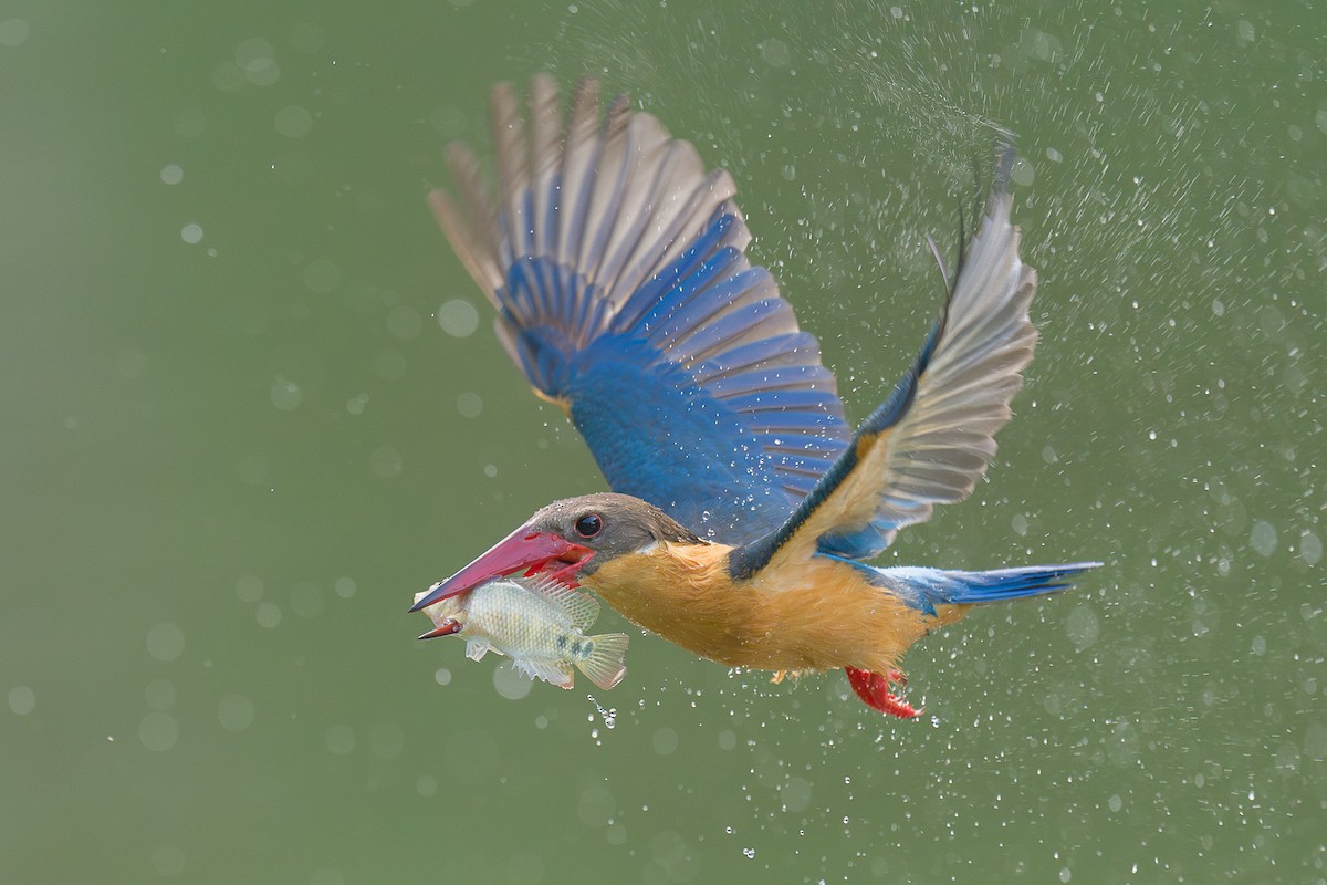 Stork-billed Kingfisher - ML616494617