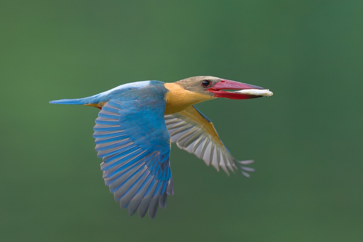 Stork-billed Kingfisher - ML616494618