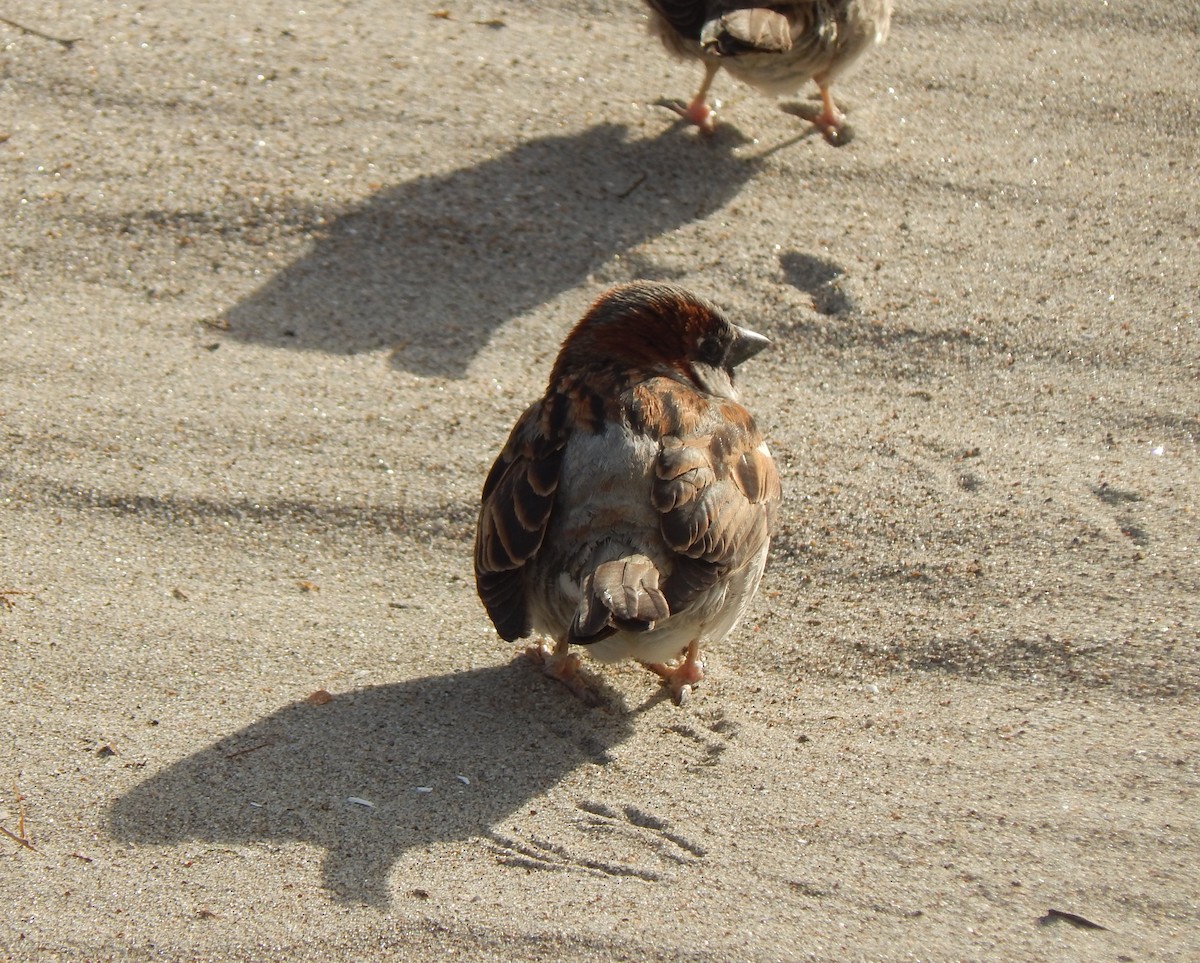 House Sparrow - Tiziano Luka