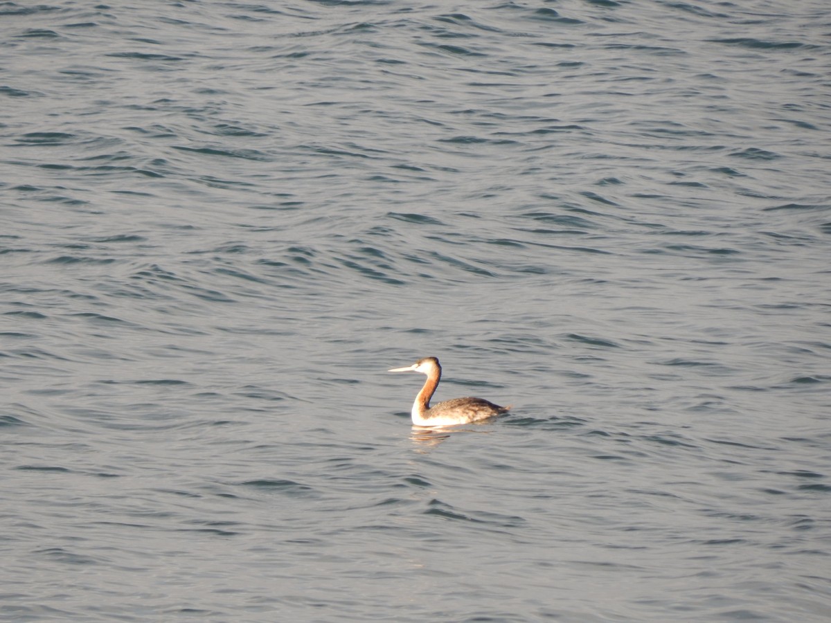 Great Grebe - ML616494640