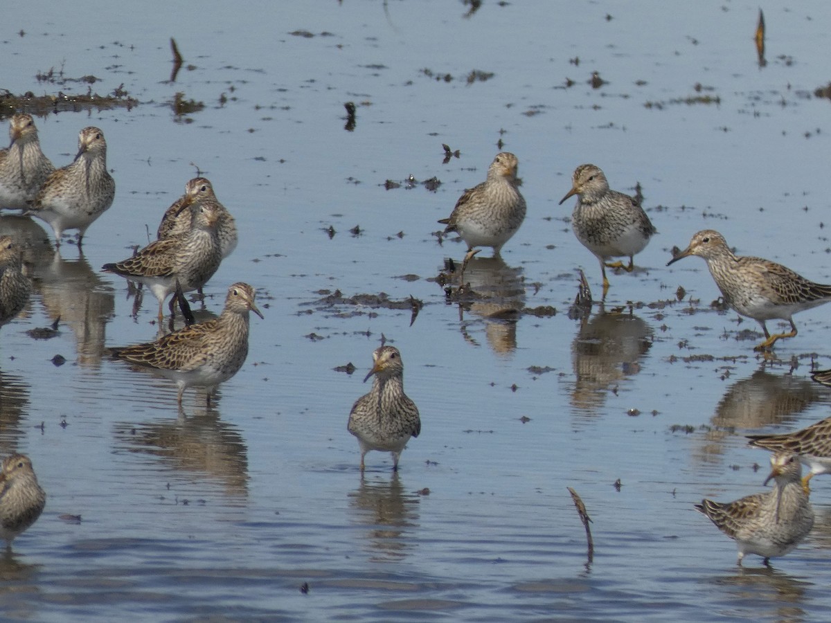 Pectoral Sandpiper - Donna Kuhn