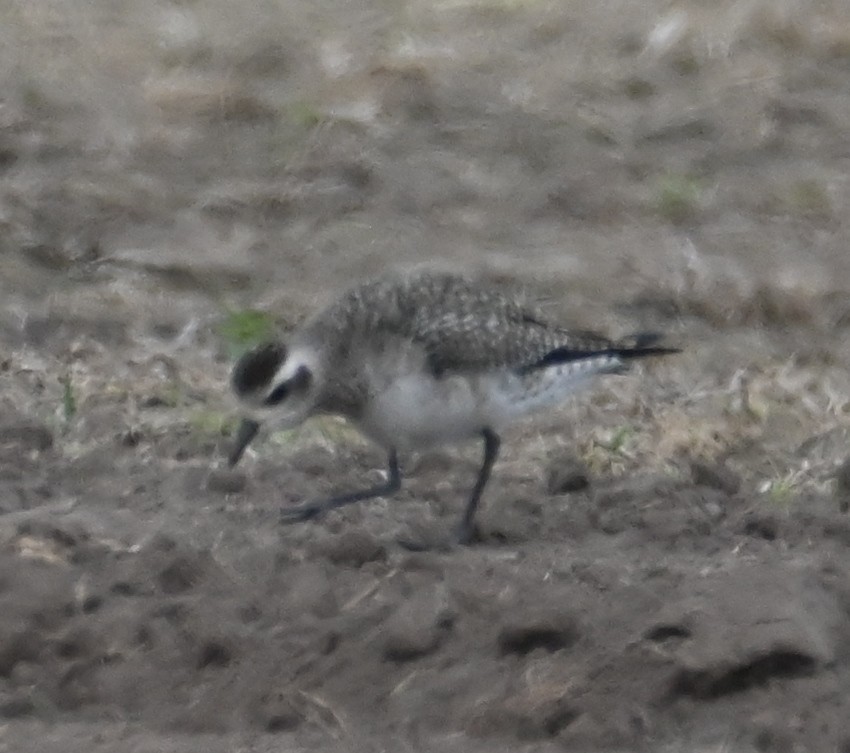 American Golden-Plover - ML616494694