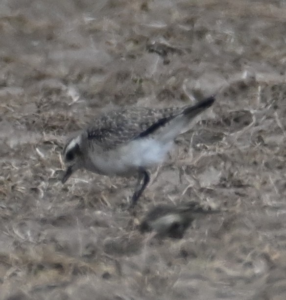 American Golden-Plover - ML616494696